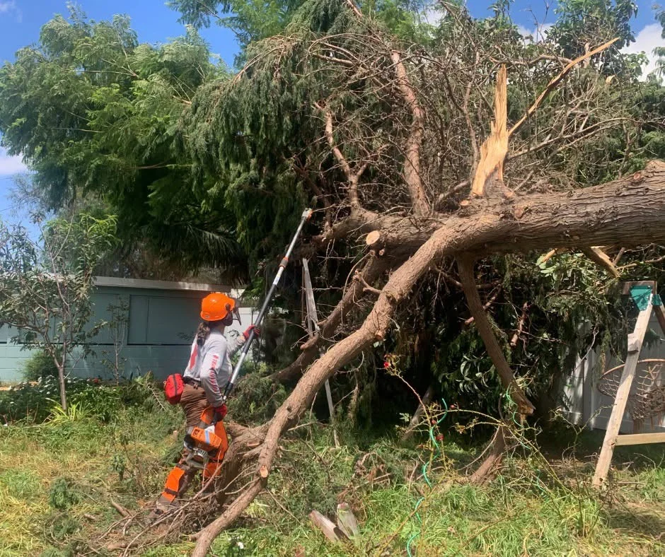 Melaleuca Foundation donations Hurricane Lala Hawaii